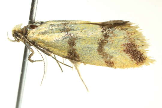 Image of <i>Psaroxantha calligenes</i>