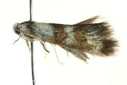 Image of Notodryas