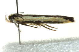 Image of Ardozyga stratifera