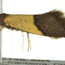 Image of <i>Hemibela hemicalypta</i>