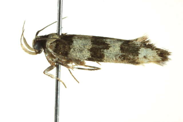 Image of Macrobathra platychroa Lower 1897