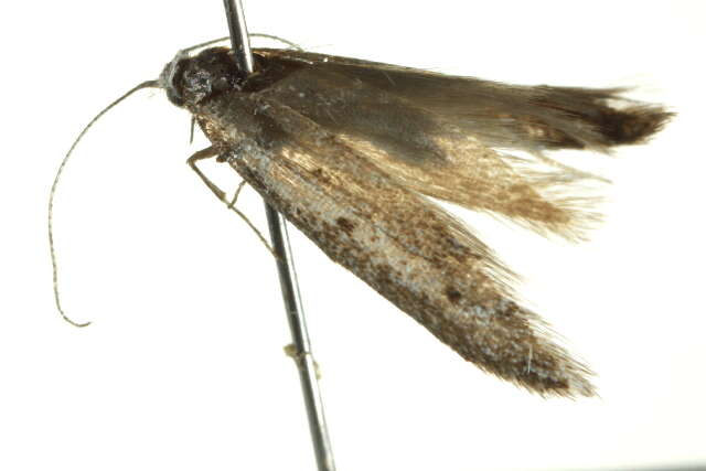 Image of Pseudotheta syrtica Meyrick 1902