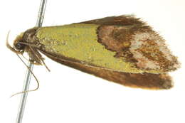 Image of <i>Chrysonoma catoptrina</i>