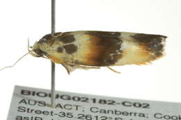 Image of <i>Piloprepes anassa</i>