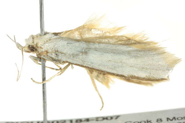 Image of Philobota chionoptera Meyrick 1884