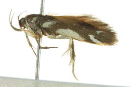 Image of Macrobathra heminephela Meyrick 1886