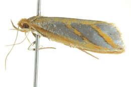 Image of Thudaca obliquella Walker 1864