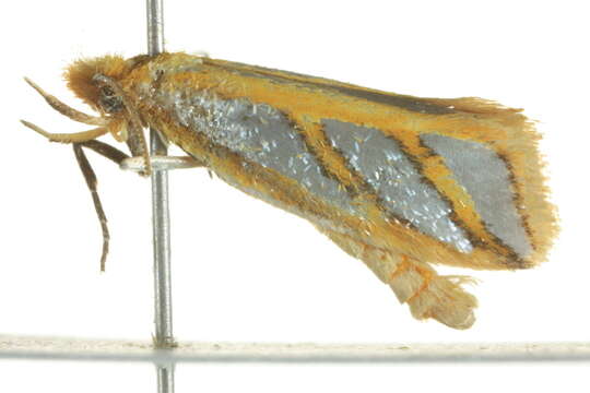 Image of Thudaca obliquella Walker 1864