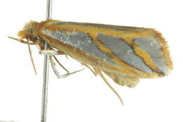 Image of Thudaca obliquella Walker 1864