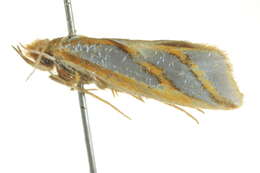 Image of Thudaca obliquella Walker 1864