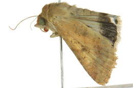 صورة Helicoverpa punctigera Wallengren 1860