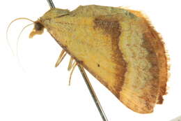 Image of <i>Anachloris subochraria</i>