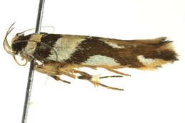 Plancia ëd Macrobathra aphristis Meyrick 1888