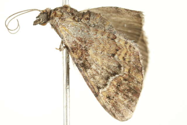 Image of <i>Mnesiloba eupitheciata</i>