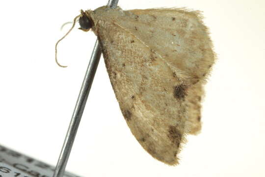 Image of Idaea halmaea Meyrick 1888