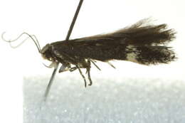 Image of <i>Aproaerema simplexella</i>