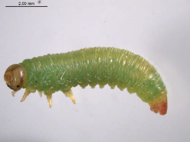 Image of <i>Pristiphora bifida</i>