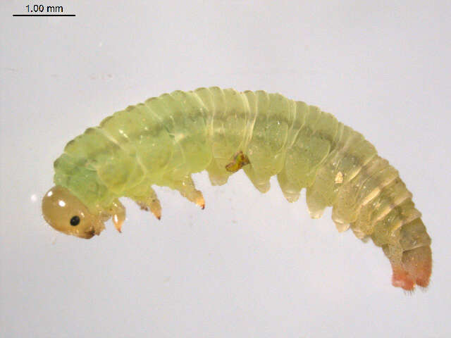 Image of Willow Sawflies