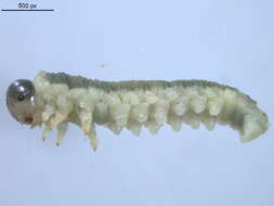 Image of <i>Nematinus acuminatus</i>