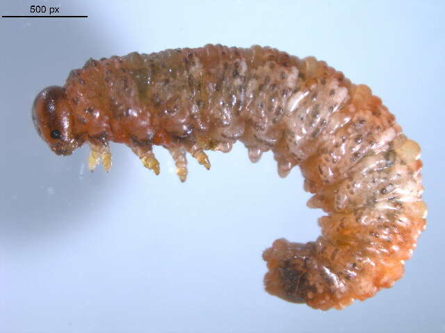 Image of <i>Pristiphora cincta</i>