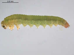 Image of Willow Sawflies