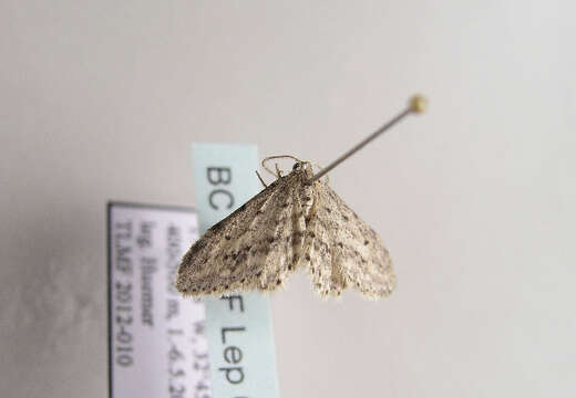 Image of Idaea atlantica Stainton 1859