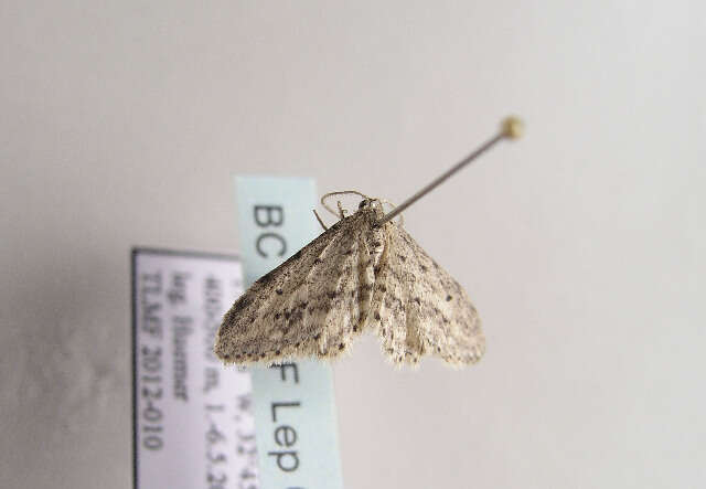 Image of Idaea atlantica Stainton 1859