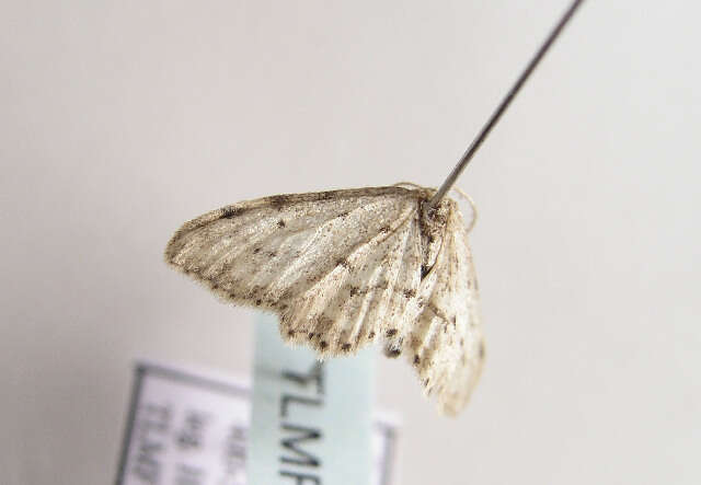 Image of Idaea atlantica Stainton 1859