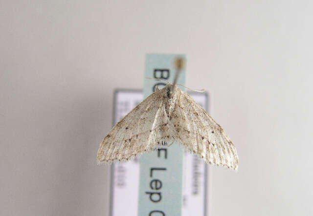 Image of Idaea atlantica Stainton 1859