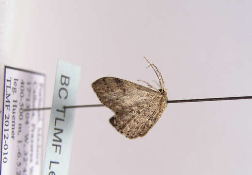 Image of Idaea atlantica Stainton 1859