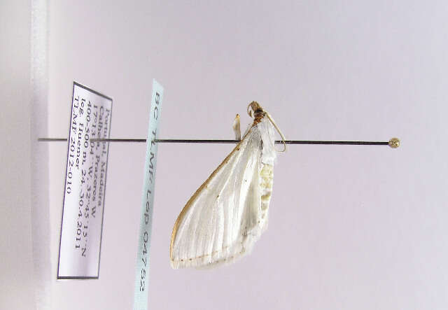 Image of Palpita vitrealis Rossi 1794