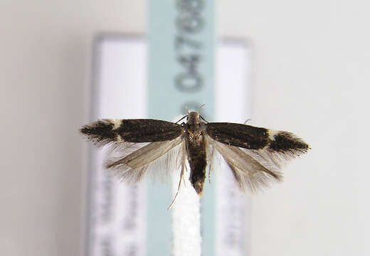 Image of Aproaerema anthyllidella elachistella