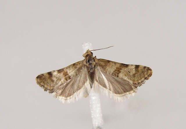 Image of Cochylimorpha cultana Lederer 1855