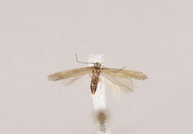 Image of Ephysteris promptella Staudinger 1859