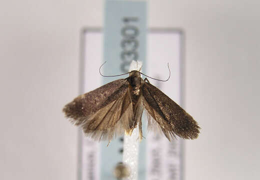 Image of Anacampsis scintillella Fischer von Röslerstamm (1841)