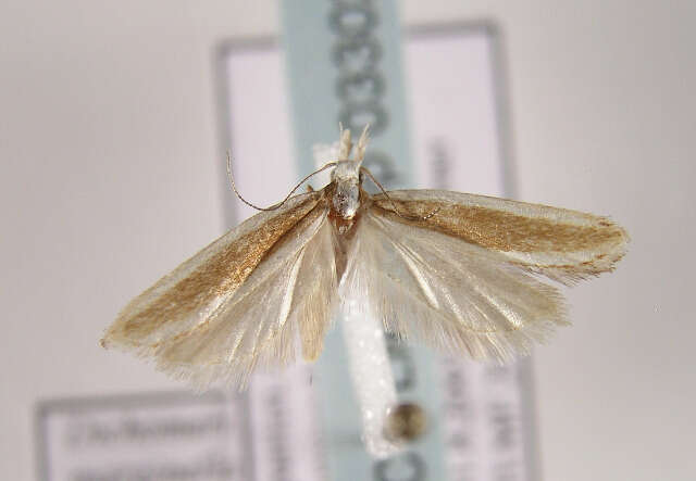 Image of Juniper webworm