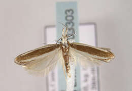 Image of Juniper webworm