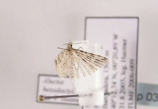 Image of twenty-plume moth