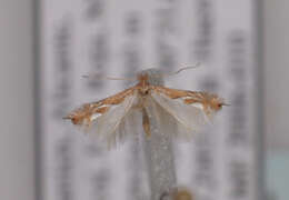 Image of Phyllonorycter endryella (Mann 1855)