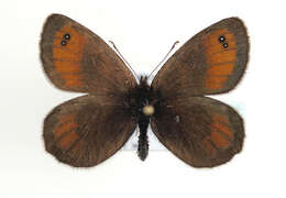 Image of Silky Ringlet