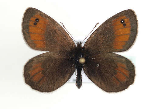 Image of Silky Ringlet