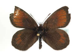 Image of Silky Ringlet