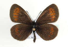 Image of Lesser Mountain Ringlet