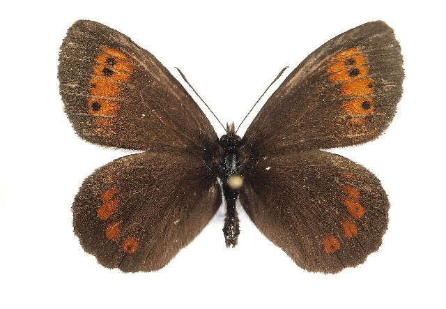 Image of Erebia euryale Esper 1777