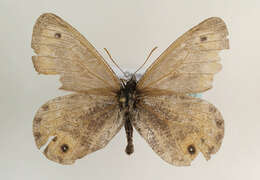 <i>Oeneis glacialis</i>的圖片