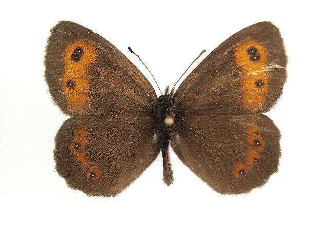 Image of Erebia euryale Esper 1777