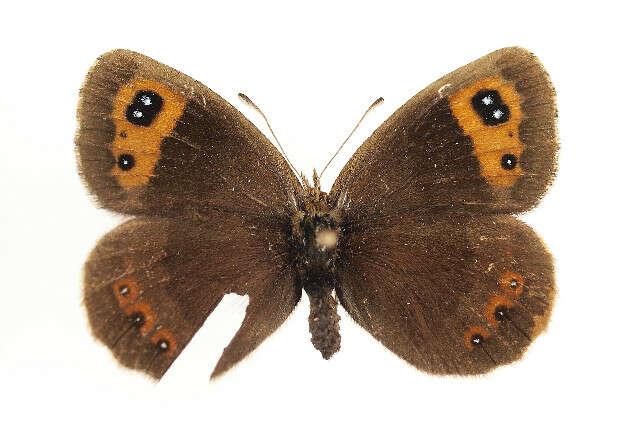 Image of Autumn Ringlet