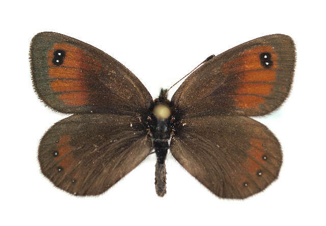 Image of Silky Ringlet