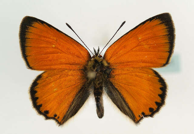 Image of <i>Lycaena virgaureae</i>