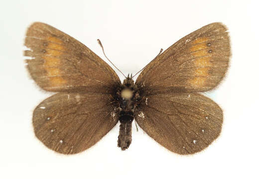 <i>Erebia claudina</i>的圖片